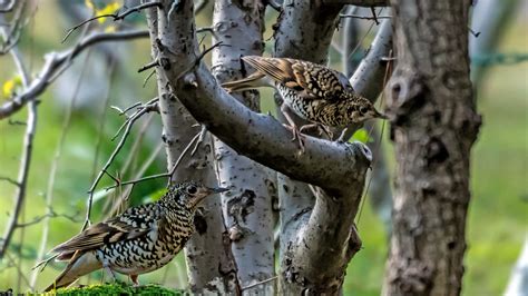 【林中之鸟摄影图片】生态摄影_qz47433981_太平洋电脑网摄影部落