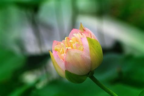 【含苞欲放的樱花摄影图片】生态摄影_泰国巧克力_太平洋电脑网摄影部落