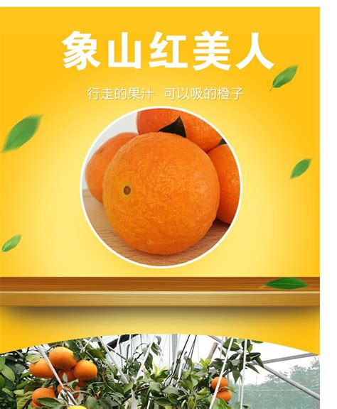 红美人柑橘苗最佳种植时间 - 技术专栏 - 象山半亩田果园