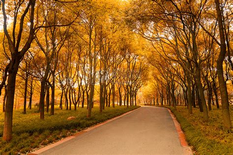 俄罗斯最美的园林秋色高清图片下载-正版图片501083878-摄图网