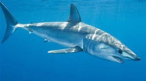 鲨鱼种类,哥布尔鲨,斑点鲨_大山谷图库
