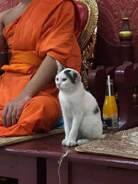 这只猫陪着一群僧人在打坐，一开始还乖乖的坐在位置上，下一秒...__凤凰网