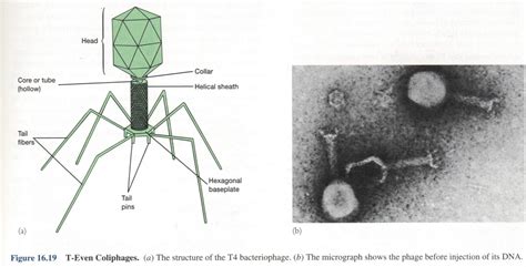 科学家赫尔希和蔡斯做了经典的噬菌体侵染大肠杆菌实验，证明了
