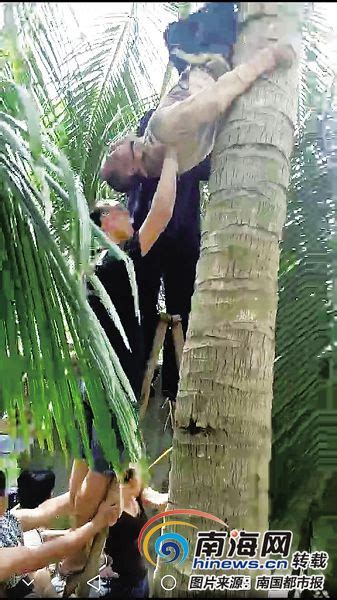 男子爬树摘椰子不小心“倒挂金钩”下不来 琼海两交警路过施救-新闻中心-南海网