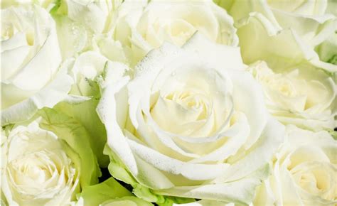 三朵白玫瑰隔离在白色玫瑰花瓣婚礼浪漫叶子高清图片下载-正版图片320960787-摄图网