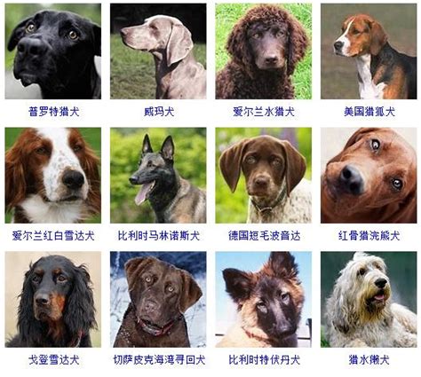 大型犬名字品种,100多种名犬排行,大型犬品种大全(第10页)_大山谷图库