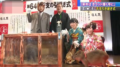 野猪下岗水豚上！日本通天阁举办“生肖交接”仪式迎接鼠年