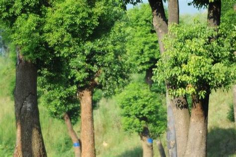 香樟树的生长习性及栽种养护方法-种植技术-中国花木网