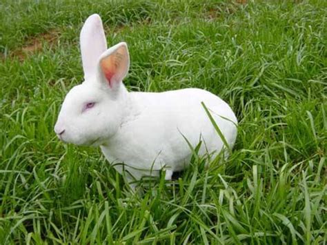 2016年后市獭兔养殖市场行情预测_行业资讯_农业之友