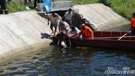 泰安宁阳一25岁男子装监控，却掉进鱼塘溺亡 - 爱钓网