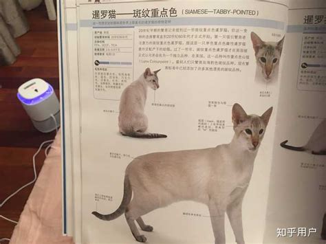 请问各位大大，上海哪里有靠谱猫舍，想养英短和加菲～～？ - 知乎