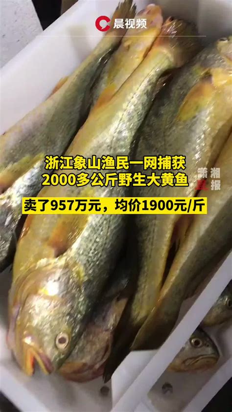 黄鱼为什么那么贵（4000斤野生黄鱼被捕上岸，渔民狂赚957万，黄鱼为何越来越贵？） | 说明书网
