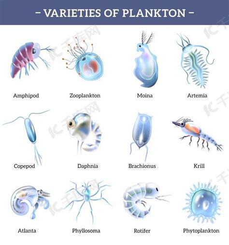 什么是浮游植物：不起眼的光合作用的重要参与者 - 好汉科普