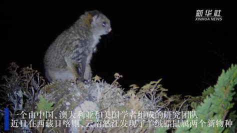 科研人员发现珍稀濒危物种羊绒鼯鼠两新种_凤凰网视频_凤凰网