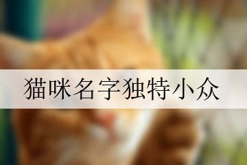 怎样才能让猫咪记住自己的名字_-如何快速让猫咪记住自己的名字-湖南宠物网