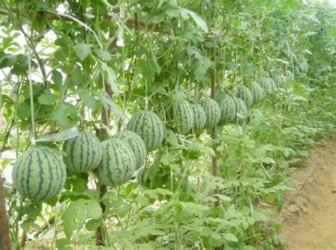 “小西瓜大收益”高台县罗城镇3300亩制种西瓜喜获丰收
