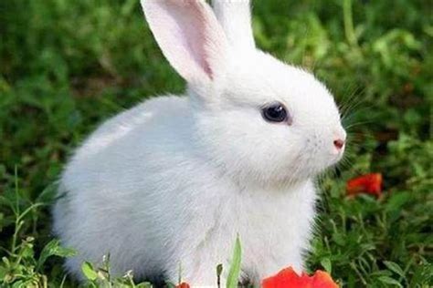 兔子的名字高雅而好听 适合小兔子好听的独特名字大全_第一起名网