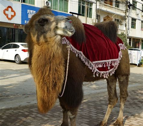 街头卖艺人的孔雀和骆驼 〗-中关村在线摄影论坛