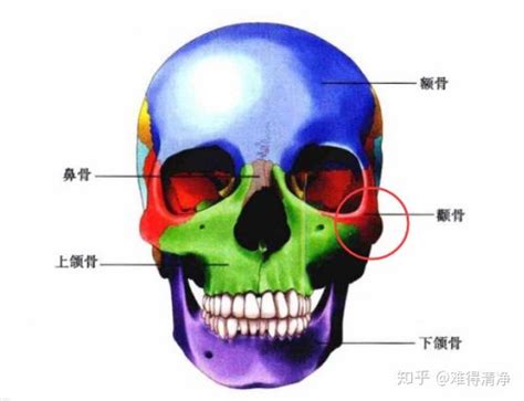 腮骨在哪个位置图图片