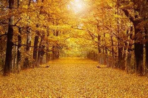 秋天的落叶飘落满地金色的树叶纹理高清图片下载-正版图片501061958-摄图网