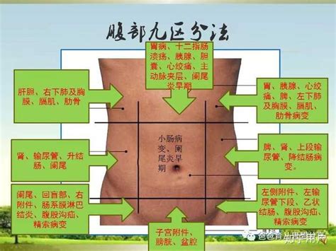 小腹位置图解图片