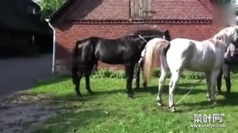 两匹马两匹小马和母马在绿草地高清图片下载-正版图片505392385-摄图网