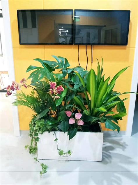 办公室绿植租赁,室外绿化养护,上海花卉出租公司-上海慧枫园艺