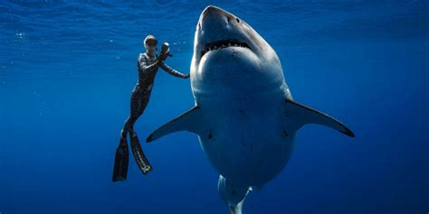 世界上最大的白鲨 身长达6米_凤凰网