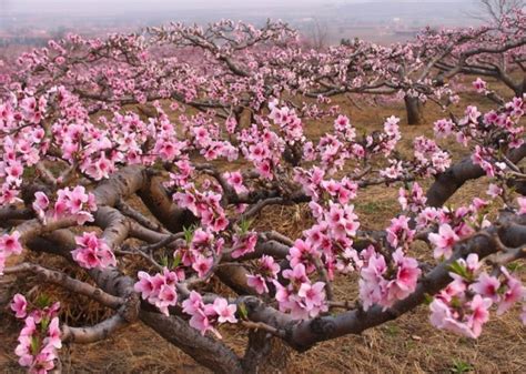 桃树图片欣赏,七桃树图片,一种叫看桃的桃树图片_大山谷图库