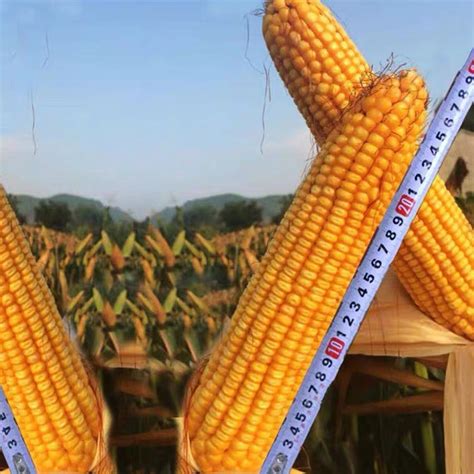 紫杆909玉米品种,深马齿型玉米品种,特大穗超高产玉米品种_大山谷图库