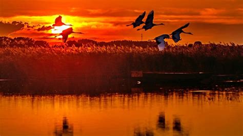 齐齐哈尔扎龙自然保护区日落下飞翔的丹顶鹤_腾讯视频