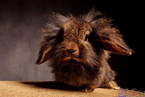 超温馨可爱的模特兔子 - 茶杯宠物网