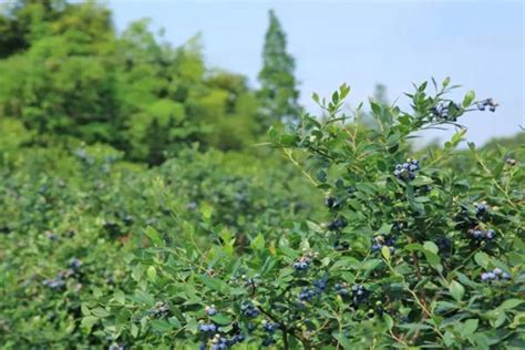 山城结“莓”缘 宝山蓝莓进重庆-半岛网