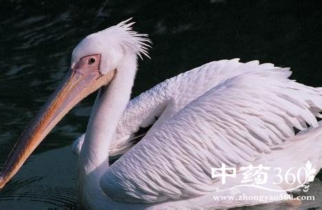 西溪湿地鸟类科普：第一期白鹭夜路苍鹭 - 中国自然保护区生物标本资源共享平台