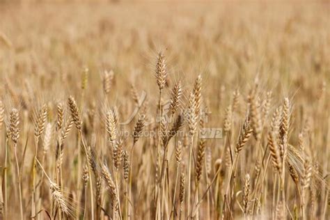 山西运城：小麦开镰收割-人民图片网