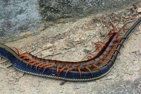 秘鲁巨人蜈蚣：盘点巨人蜈蚣图片（组图）_知秀网