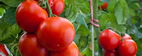 大棚西红柿怎么种植， 西红柿有什么价值 - 农敢网