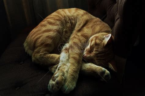 睡觉的猫高清图片下载-正版图片500585576-摄图网