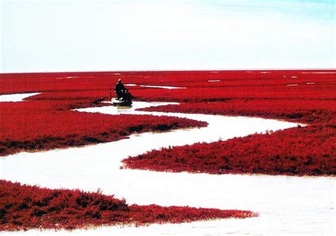 辽宁盘锦：红海滩日渐呈现唯美的状态