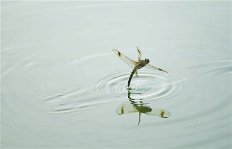 【很久没露面了，蜻蜓点水下摄影图片】生态摄影_小潘摄影_太平洋电脑网摄影部落