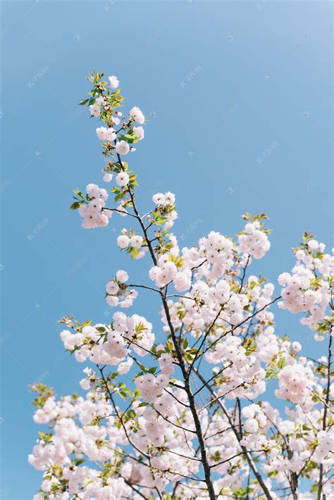 牡丹樱花（晚樱）一一（四月三日摄于新会圭峰山国家森林公园绿护屏名