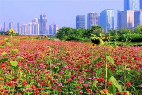 2020上海共青森林公园何时开放 春季赏花攻略_旅泊网