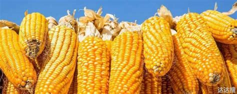 2022年我国玉米种植面积及产量情况调研_影响_国家_政策