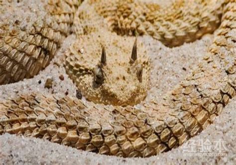 世界上最危险的蛇类之一山万蛇，又被称之为“蛇类煞星”