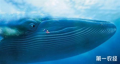 个体最大的鲸鱼是什么品种 最大的鲸鱼有多大_法库传媒网