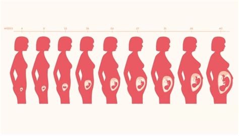 从怀孕到分娩女性子宫变化有多大？这5张图为你揭秘：女人真不易_胎儿