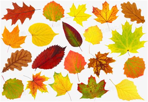 秋天在纷纷落下的树叶摄影高清jpg格式图片下载_熊猫办公