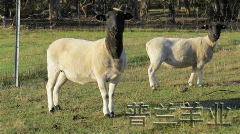 羊的品种 养殖哪种羊的利润大 波尔山羊 小尾寒羊 杜泊绵羊包运输-阿里巴巴