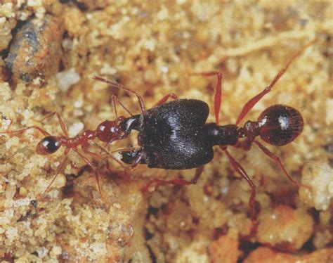 Dorylus orientalis(东方行军蚁)-Chinese Ant Database(蚂蚁数据库)-Chinese antweb(蚁网)