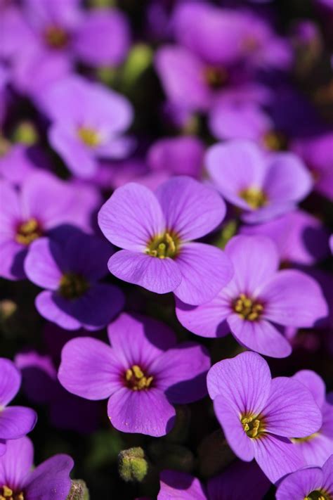 春季自然花朵风景图片-百合花与水滴花素材-高清图片-摄影照片-寻图免费打包下载